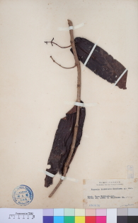 Specimen thumbnail